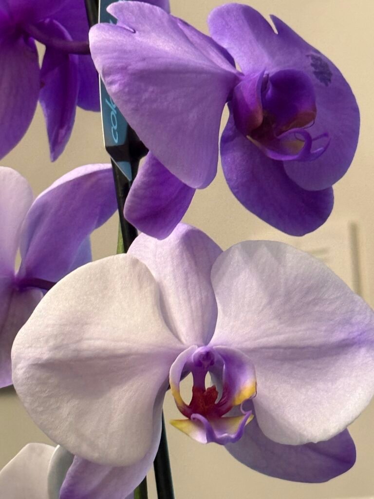 Violet Orchid